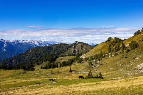 Horse in the pasture with Hochwieskopf, Hochzinkenalm, Postalm, Osterhorn Group, Salzkammergut,