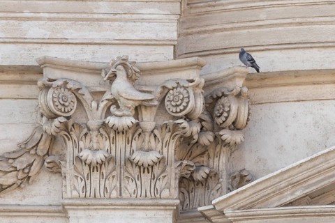 Feral dove (Columba livia) adult bird on a building with a peace dove bird sculture in the city of