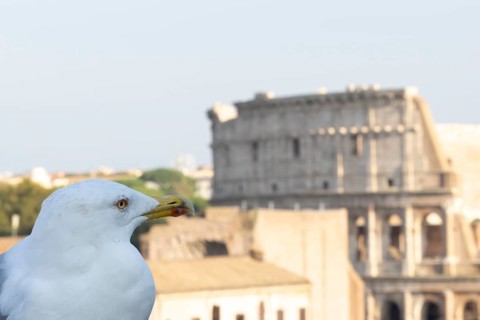 Yellow-legged gull (Larus michahellis) adult bird on an ancient city building with The Colosseum in