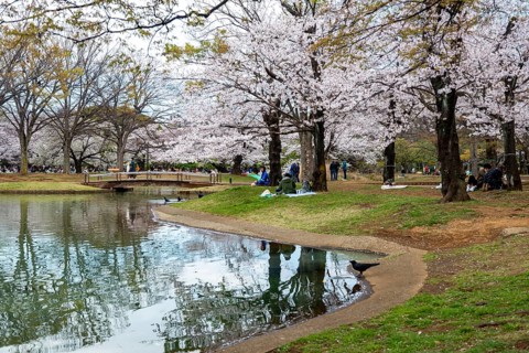 Reflection in a pond, cherry trees blooming in spring, Yoyogi Park, Hanami Festival, Shibuya Ward,