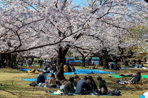 Japanese people picnicking under cherry blossoms in Yoyogi Park, Hanami Festival, Shibuya District,