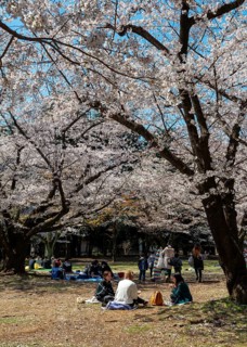 Japanese people picnicking under cherry blossoms in Yoyogi Park, Hanami Festival, Shibuya District,