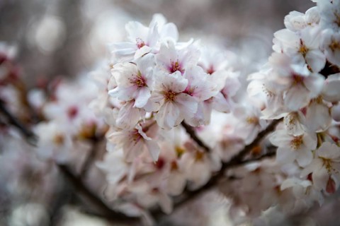 Cherry tree blossoms in spring, Yoyogi Park, Hanami Festival, Shibuya Ward, Shibuya District,
