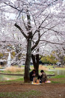 People picnicking under cherry blossoms in Yoyogi Park, Hanami Festival, Shibuya District, Tokyo,
