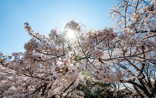 Cherry tree blossoms in spring, sun star, Yoyogi Park, Hanami Festival, Shibuya District, Shibuya