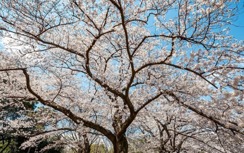Blooming cherry tree in spring, Yoyogi Park, Hanami Festival, Shibuya District, Shibuya District,