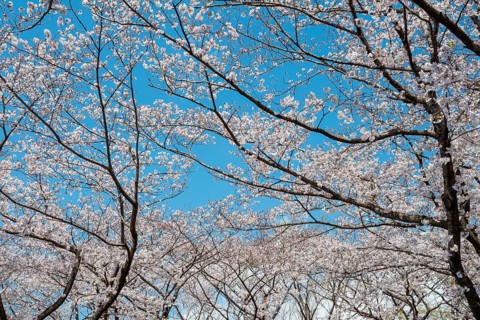Blooming cherry trees in spring, Yoyogi Park, Hanami Festival, Shibuya District, Shibuya District,