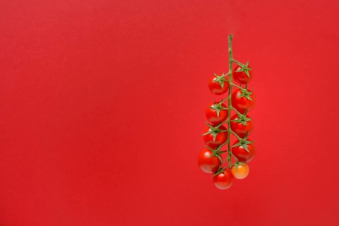 Tomatoes, tomato vine on red background