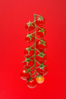 Tomatoes, tomato vine on red background