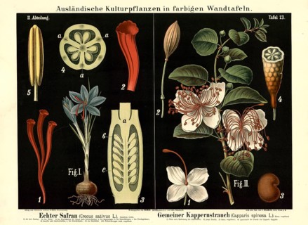 Cultivated plant, saffron, crocus sativus and caper smoke, Capparis spinosa, illustration by Carl
