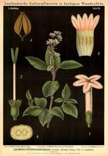 Cultivated plant, fever bark tree, Cinchona officinalis calisaya, illustration by Carl Bollmann,