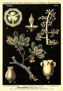 Cultivated plant, rubber tree, Siphonia elastica, illustration by Carl Bollmann, reproduction from
