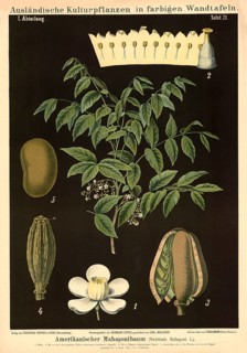 Cultivated plant, mahogany tree, Swietenia mahogany, illustration by Carl Bollmann, reproduction