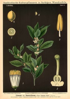 Cultivated plant, lime, sour lemon, citrus limonum, illustration by Carl Bollmann, reproduction