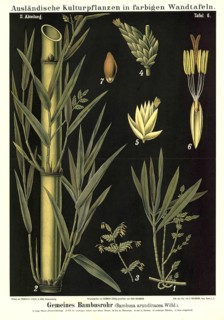 Cultivated plant, bamboo, bamboo cane, Bambussa arundinacea, illustration by Carl Bollmann,