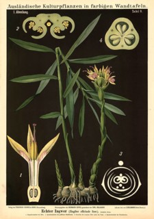Cultivated plant, ginger, Zingiber officinalis, illustration by Carl Bollmann, reproduction from a