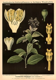 Cultivated plant, cinnamon, Caylonian cinnamon tree, Laurus cinnamomum, illustration by Carl