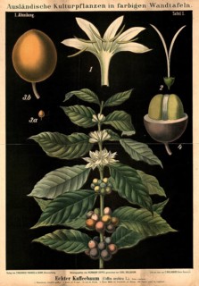 Cultivated plant, coffee, coffee tree, Coffea arabica, illustration by Carl Bollmann, reproduction