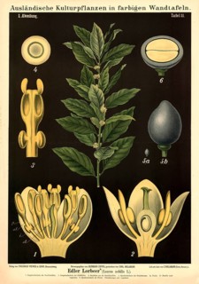 Cultivated plant, laurel, Laurus nobilis, illustration by Carl Bollmann, reproduction from a model