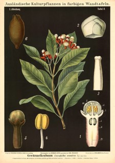 Cultivated plant, clove tree, clove, Caryophyllus aromaticus, illustration by Carl Bollmann,