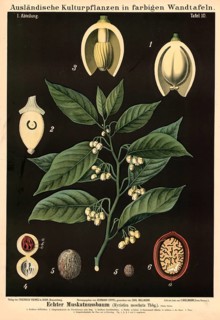 Cultivated plant, nutmeg, Myristica moschata, illustration by Carl Bollmann, reproduction from a