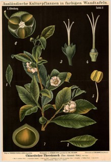 Cultivated plant, tea bush, Thea chinensis, illustration by Carl Bollmann, reproduction from a