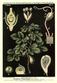 Cultivated plant, fig tree, ficus carica, illustration by Carl Bollmann, reproduction from a model