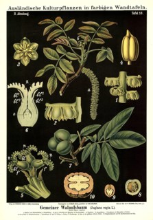 Cultivated plant, walnut tree, Juglans regia, illustration by Carl Bollmann, reproduction from a