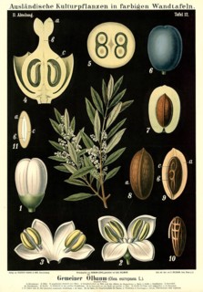 Cultivated plant, olive, Olea europaea, illustration by Carl Bollmann, reproduction from a model