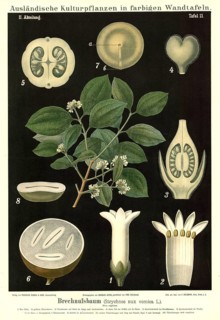 Cultivated plant, walnut tree, Strychnos nux vomica, illustration by Carl Bollmann, reproduction