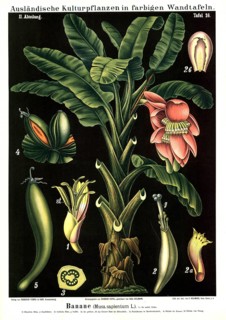 Cultivated plant, banana, Musa sapientum, illustration by Carl Bollmann, reproduction from a model