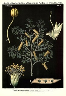 Cultivated plant, Verek Gummiacacia, Acacia verek, illustration by Carl Bollmann, reproduction from