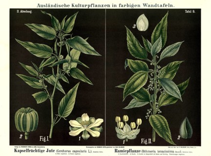 Cultivated plant, capsule fruit jute, Corchoris capsularis and ramie, Boehmeria tenacissima,