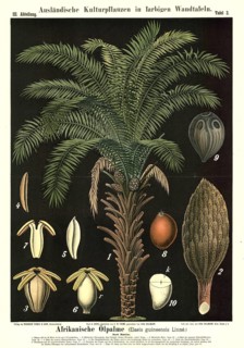 Cultivated plant, African oil palm, Elaeis guineensis, illustration by Carl Bollmann, reproduction