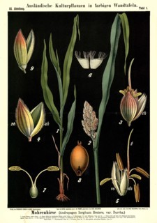 Cultivated plant, black millet, Andropogon sorghum brotero, illustration by Carl Bollmann,