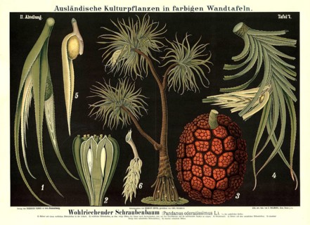 Cultivated plant, fragrant screw tree, Pandanus odoratissimus, illustration by Carl Bollmann,