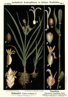Cultivated plant, earth almond, Cyperus esculentus and black millet, Pennisetum typhoideum,