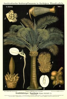 Cultivated plant, large-leaf sago tree, Cycas circinalis, illustration by Carl Bollmann,