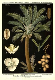 Cultivated plant, date palm, phoenix dactylifera, illustration by Carl Bollmann, reproduction from