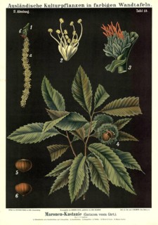 Cultivated plant, chestnut, Castanea vesca, illustration by Carl Bollmann, reproduction from a
