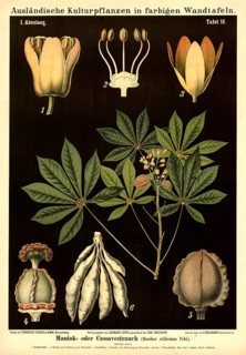 Cultivated plant, cassava or cassave plant, manihot utilissima, illustration by Carl Bollmann,