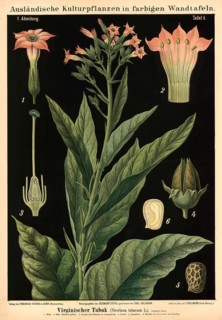 Cultivated plant, virgin tobacco, Nicotiana tabacum, illustration by Carl Bollmann, reproduction