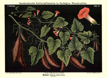 Cultivated plant, sweet potato, batata edulis, illustration by Carl Bollmann, reproduction from a