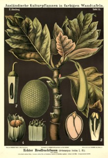 Cultivated plant, breadfruit tree, Artocarpus incisa, illustration by Carl Bollmann, reproduction