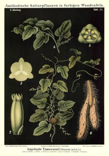 Cultivated plant, yam, Dioscorea sativa, illustration by Carl Bollmann, reproduction from a model