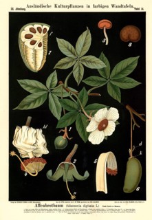Cultivated plant, baobab tree, Adansonia digitata, illustration by Carl Bollmann, reproduction from