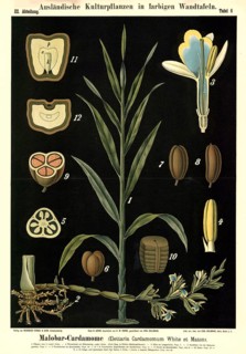 Cultivated plant, Malobar cardamone, cardamom, Elettaria cardamomum, illustration by Carl Bollmann,