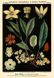 Cultivated plant, kola tree, cola acuminata, illustration by Carl Bollmann, reproduction from a