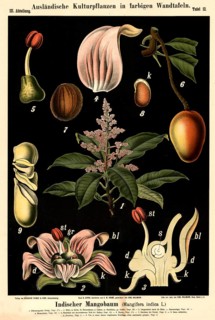Cultivated plant, Indian mango tree, Mangifera indica, illustration by Carl Bollmann, reproduction