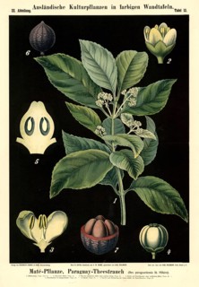 Cultivated plant, mate, Paraguayan tea plant, Ilex paraguariensis, illustration by Carl Bollmann,
